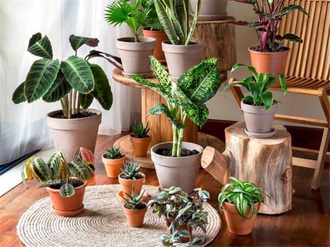 با انواع گیاهان آپارتمانی مقاوم آشنا شوید