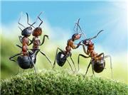 مورچه‌ها اسید بدن خود را می‌خورند!